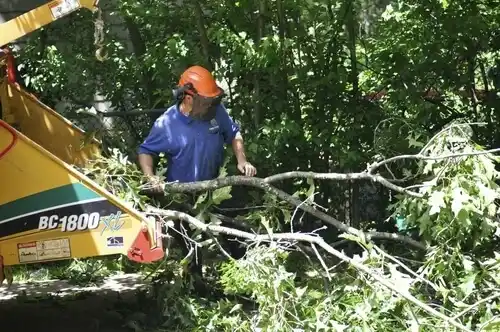 tree services Montvale